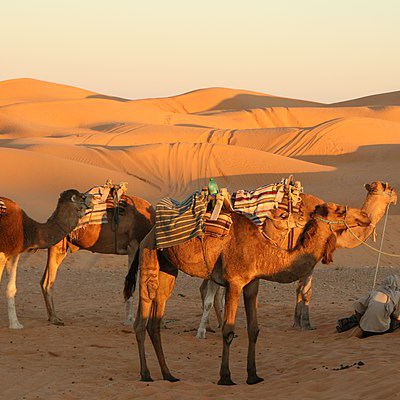 Activités & Excursions